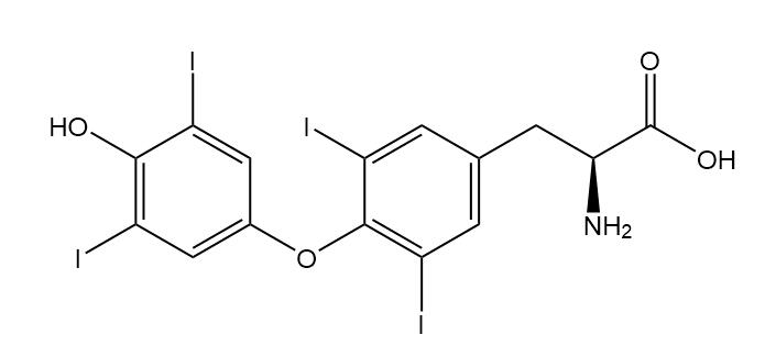 L-Thyroxine (Tetraiodothyronine)